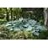 HOSTA EMPRESS WU #1/7" PW