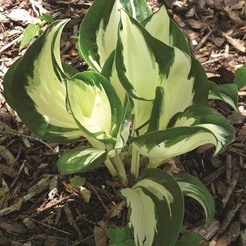 HOSTA FIRE AND ICE #1