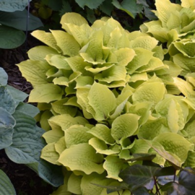 HOSTA FIRE ISLAND #1