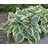 HOSTA FIRST FROST #1