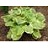 HOSTA FRAGRANT BOUQUET #1