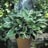 HOSTA FRANCEE #1