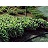 HOSTA FRANCES WILLIAMS #1