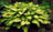 HOSTA GOLD STANDARD #1