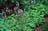 HOSTA GOLDEN TIARA #1