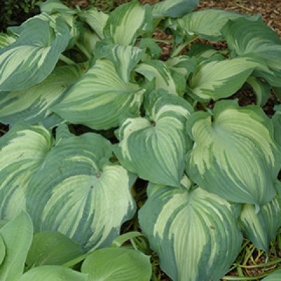 HOSTA GUARDIAN ANGEL #1