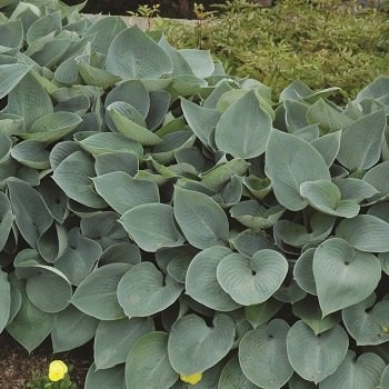 HOSTA HALCYON #1