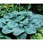 HOSTA HUMPBACK WHALE #1