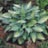HOSTA JUNE #1
