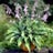HOSTA KROSSA REGAL #1