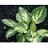 HOSTA LAKESIDE BANANA BAY #1