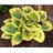 HOSTA LIBERTY #1