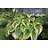 HOSTA MON AUREOMARGINATA #1