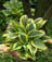 HOSTA MON AUREOMARGINATA #5