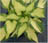 HOSTA MORNING STAR #1