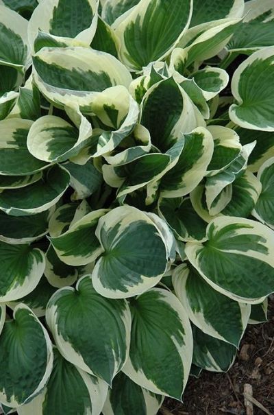 HOSTA PATRIOT #1