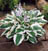 HOSTA PATRIOT #5