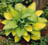 HOSTA PAUL'S GLORY #1