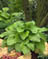 HOSTA PRAIRIE SKY #1