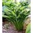 HOSTA PRAYING HANDS #1