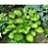 HOSTA RAINFOREST SUNRISE #1