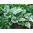 HOSTA REGAL SPLENDOR #1