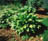 HOSTA ROYAL STANDARD #1