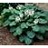 HOSTA SIE ELEGANS #1