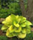 HOSTA SUM & SUBSTANCE #1