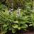 HOSTA SUM & SUBSTANCE #5