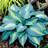 HOSTA TOUCH OF CLASS #1