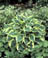 HOSTA TWILIGHT #1