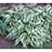 HOSTA WOLVERINE #1