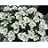 IBERIS SEM PURITY CANDYTUFT #1