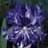 IRIS GER BATIK #1/7" ROY PURP
