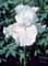 IRIS GER IMMORTALITY #1/7" WHITE