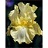 IRIS GER THATS ALL FOLKS#1/7"GLD