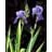 IRIS PAL VARIEGATA #1/7" WHT EDG