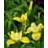 IRIS SIB BUTTER & SUGAR #1