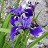 IRIS VERSICOLOR BLUE FLAG #1