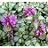 LAMIUM MAC BEACON SILVER 10C/4"