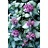 LAMIUM MAC PURPLE DRAGON 4"/10T