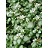 LAMIUM MAC WHITE NANCY 10CELL/4"