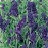 LAVANDULA ANG HIDCOTE BLUE #1