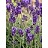 LAVANDULA ANG LAVANCE DP PURPL#1