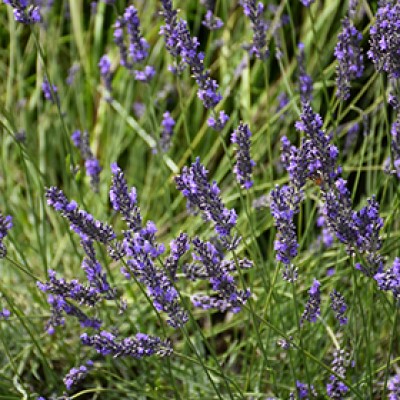 LAVANDULA INT PHENOMENAL #1