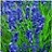 LAVANDULA SUPERBLUE #1