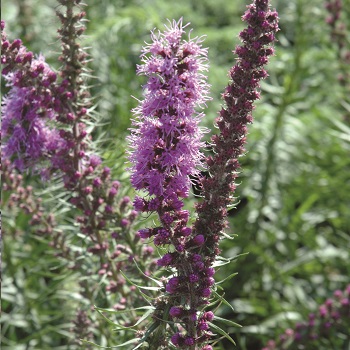 LIATRIS PY PRAIRIE BLAZE STAR #1