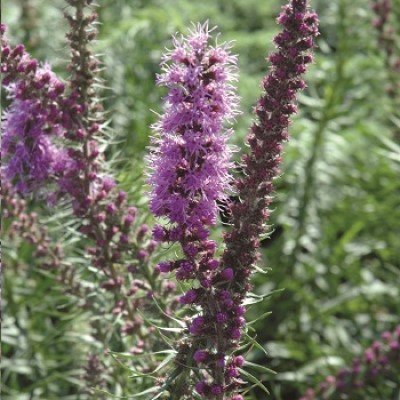 LIATRIS SPICATA #1 BLAZING STAR