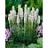 LIATRIS SPICATA WHITE #1